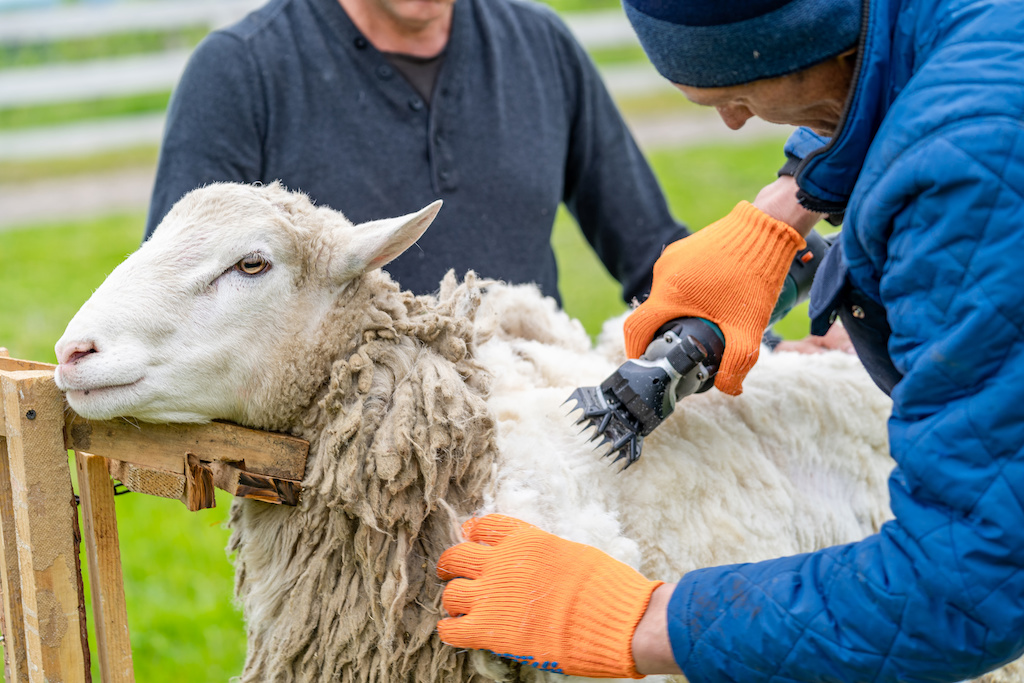 shearing wool from sheep